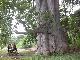 Voir la photo de baobab tree