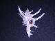 Voir la photo de axicornis